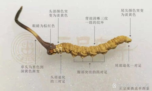 干里光的功效与作用网 | 14油耗投多少钱一公里,乙肝患者可以吃茄子吗